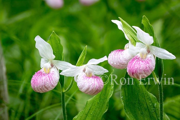 Showy Lady's Slippers