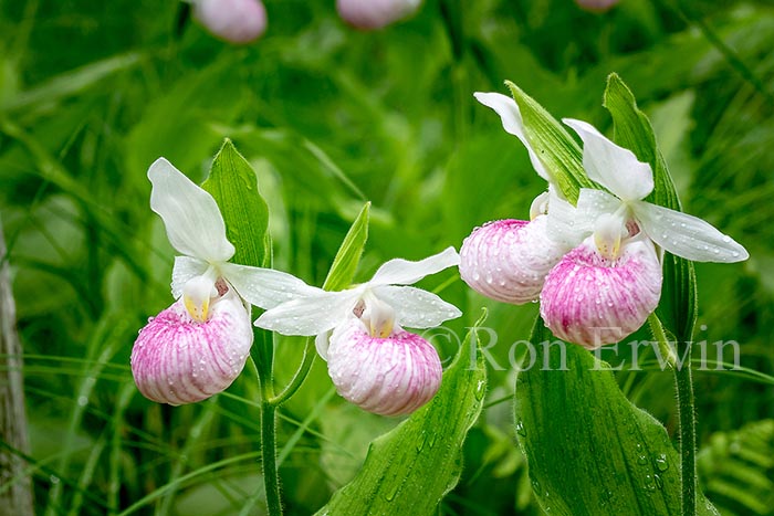 Showy Lady's Slippers