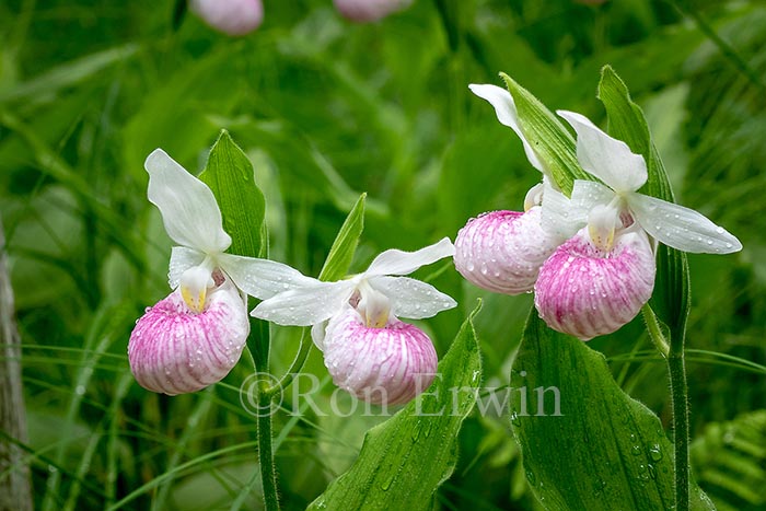 Showy Lady's Slippers