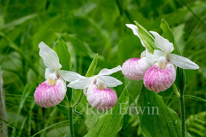 Showy Lady's Slippers