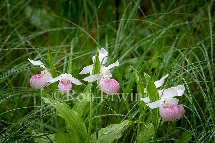 Showy Lady's Slippers