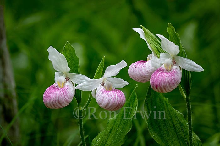 Showy Lady's Slippers