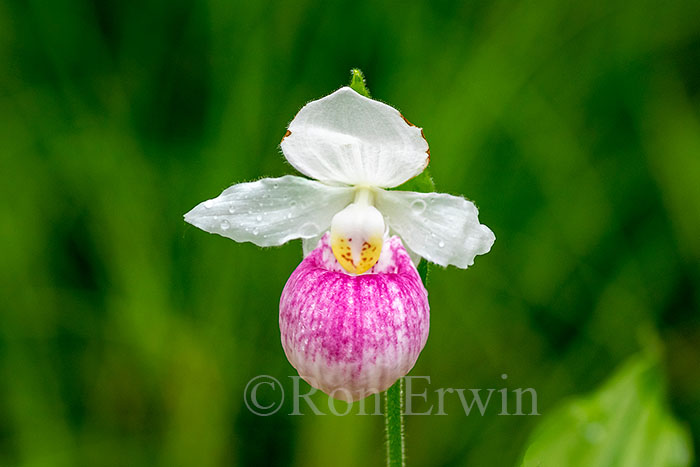 Showy Lady's Slippers
