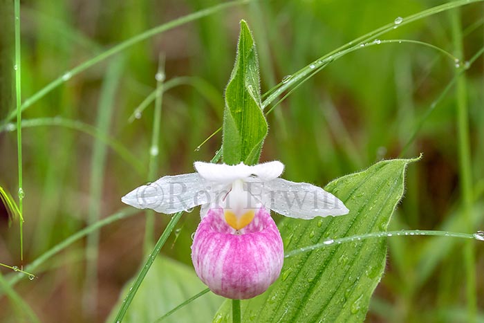 Showy Lady's Slippers