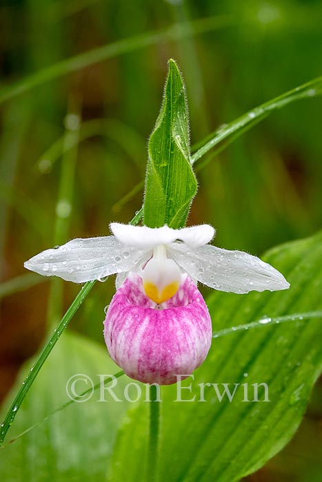 Showy Lady's Slippers