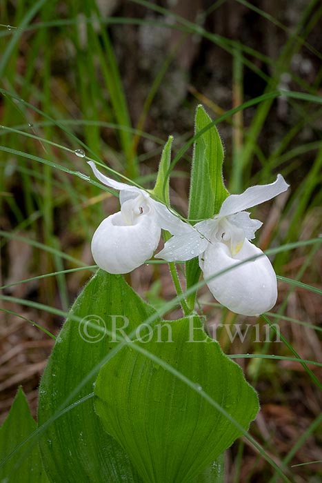 Showy Lady's Slippers