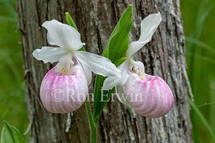 Showy Lady's Slippers