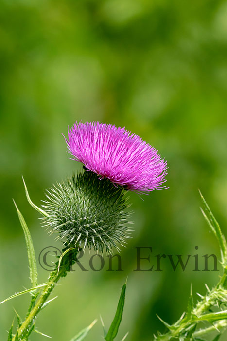 Bull Thistle