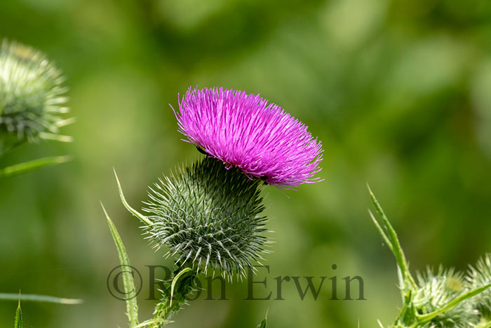 Bull Thistle