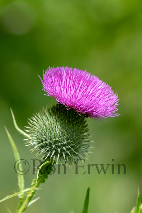 Bull Thistle