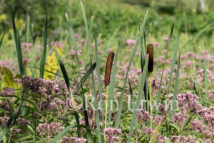 Cattails & Joe Pye Weed