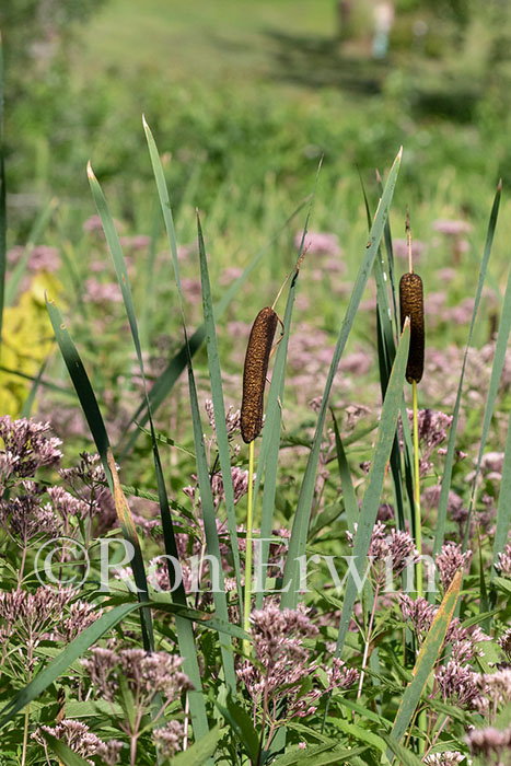 Cattails & Joe Pye Weed
