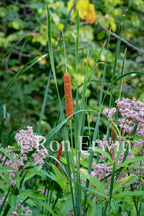 Cattails & Joe Pye Weed