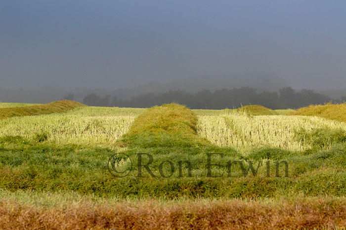 Manitoba Fields