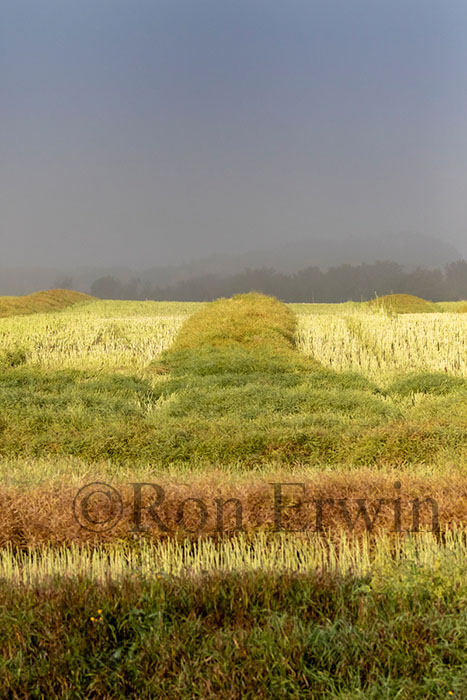 Manitoba Fields