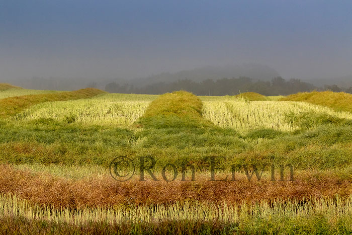 Manitoba Fields
