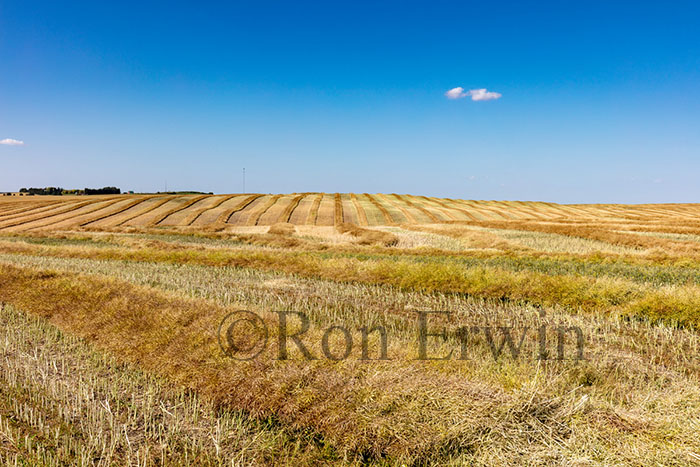 Alberta Fields