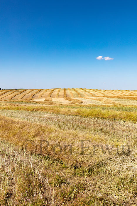 Alberta Fields