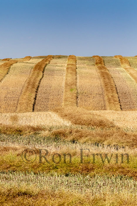 Alberta Fields