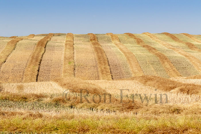 Alberta Fields