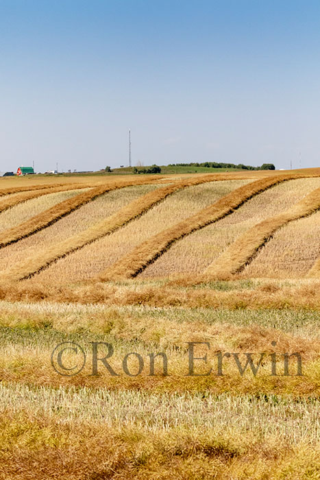 Alberta Fields