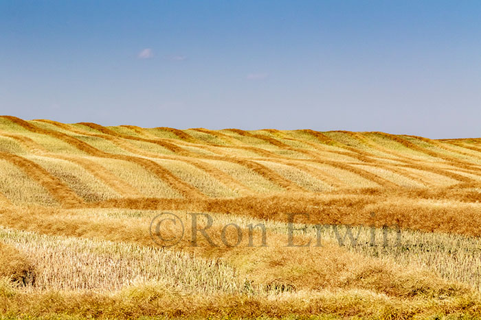 Alberta Fields