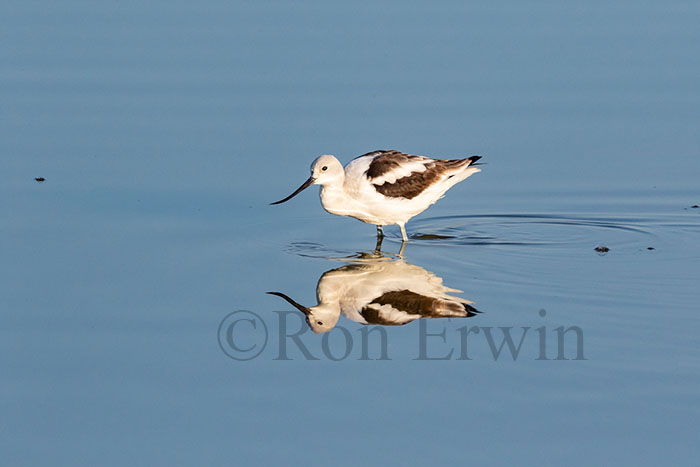 American Avocet
