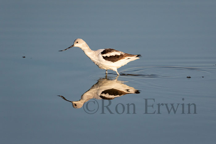 American Avocet