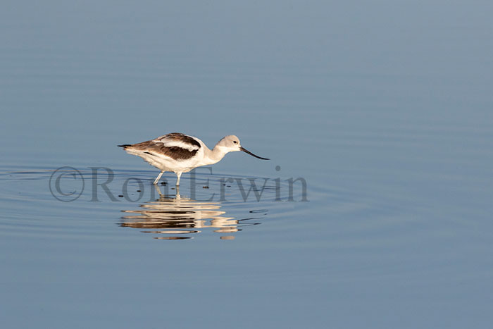 American Avocet