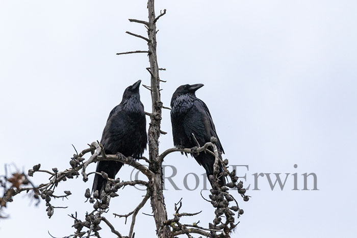 Ravens