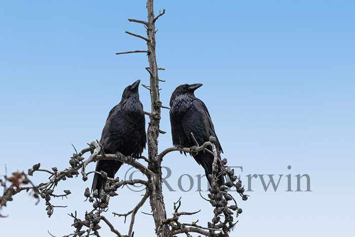 Ravens