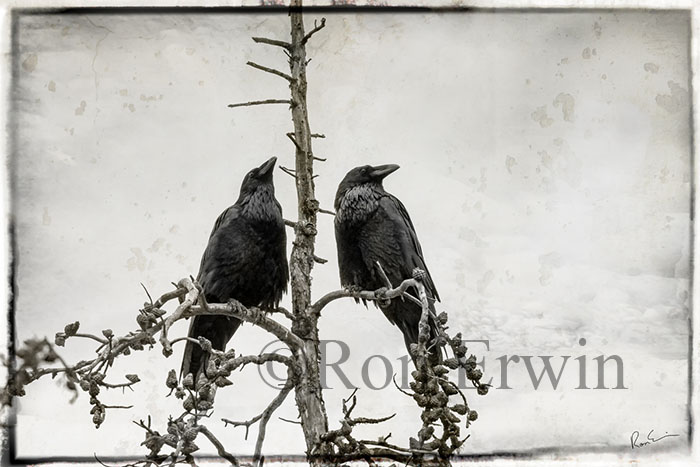 The Watchers