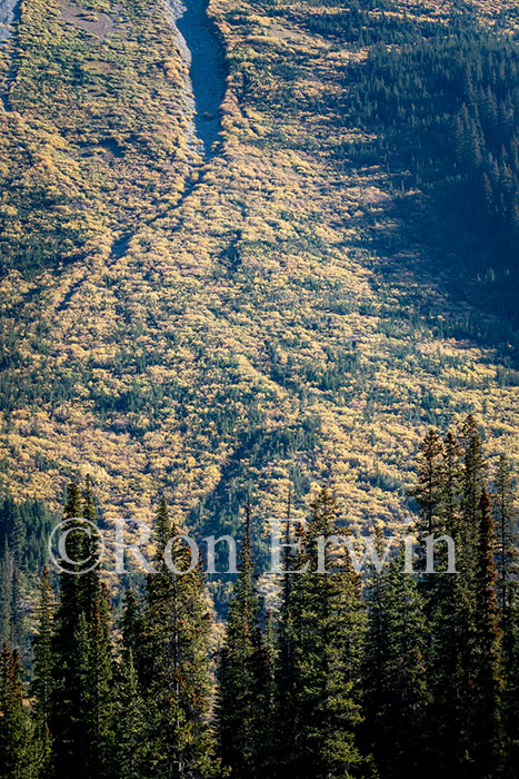 Icefields Parkway, AB