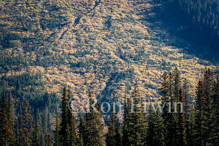 Icefields Parkway, AB