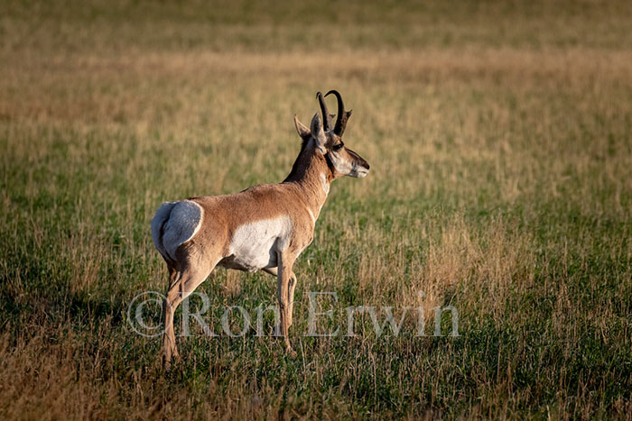 Male Pronghorn