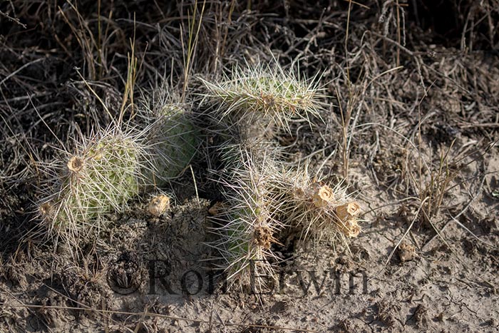 Plains Pricklypear