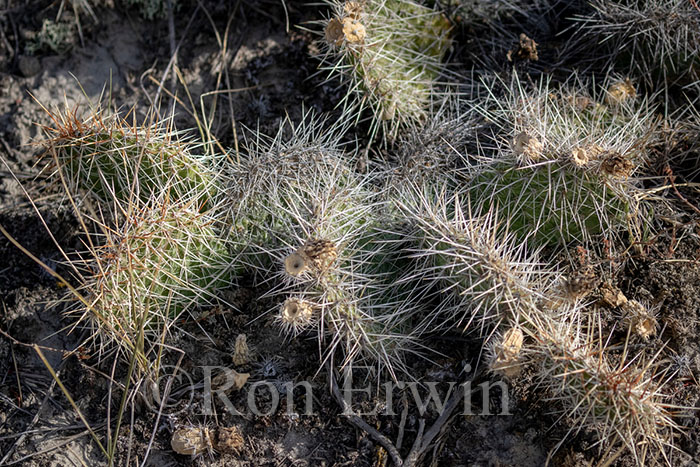 Plains Pricklypear