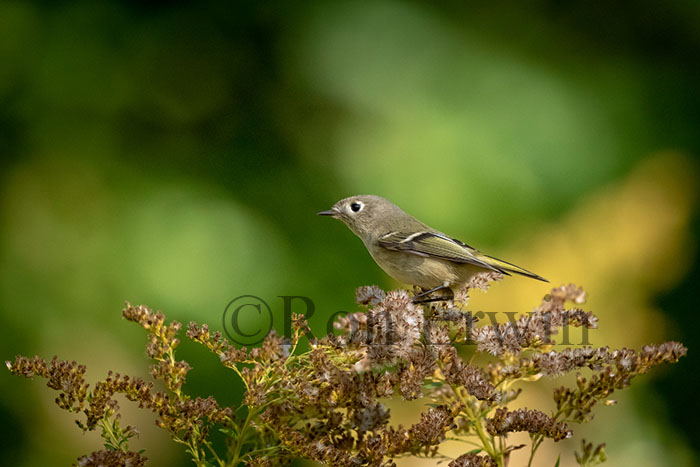 Ruby-crowned Kinglet