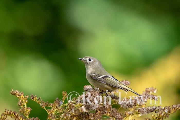 Ruby-crowned Kinglet