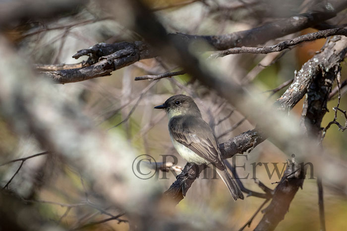 Eastern Phoebe