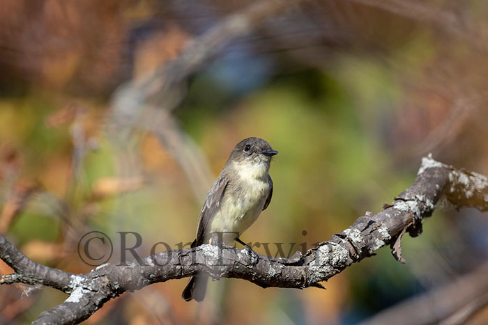 Eastern Phoebe