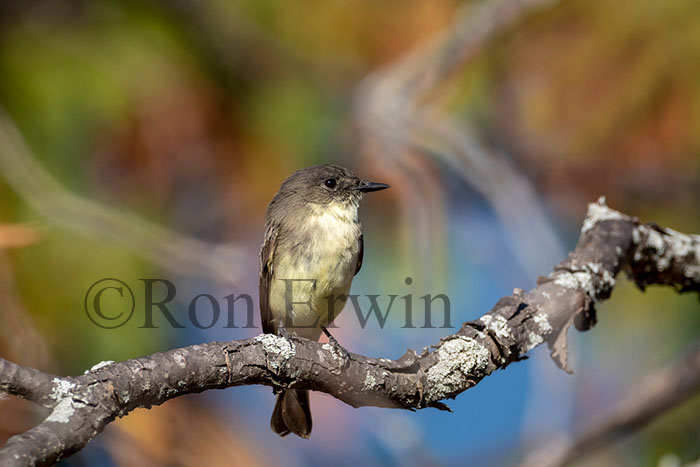 Eastern Phoebe