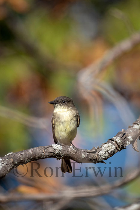 Eastern Phoebe