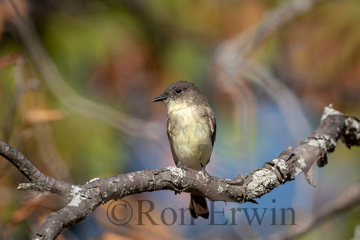 Eastern Phoebe