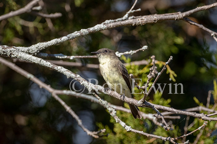 Eastern Phoebe