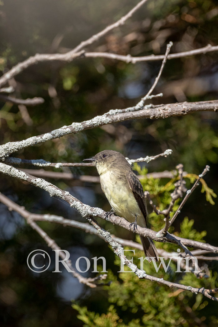 Eastern Phoebe