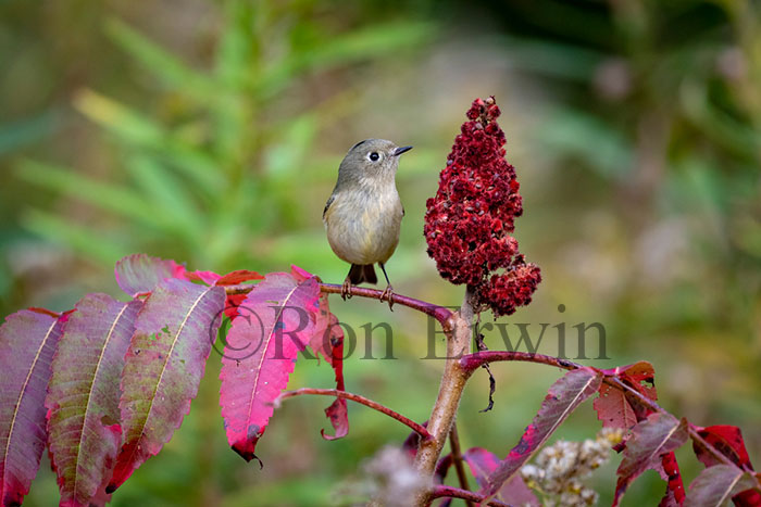 Ruby-crowned Kinglet