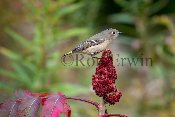 Ruby-crowned Kinglet