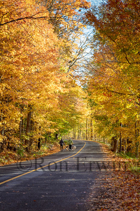 Grimmon's Woods, Ontario