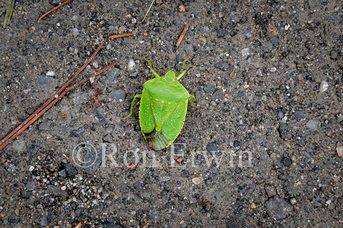 Green Stink Bug